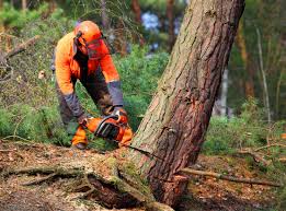 Best Tree and Shrub Care  in San Dimas, CA